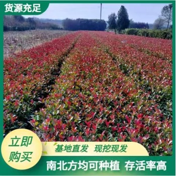 宣化县苗圃基地红叶石楠