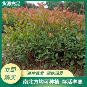 赤城县种植红叶石楠