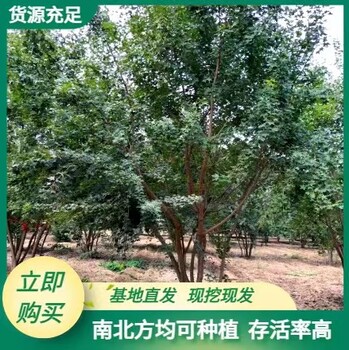 青河县苗圃基地五角枫批发价格