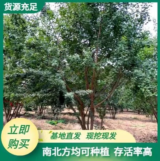 策勒县苗圃基地五角枫基地