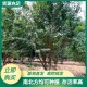 黔东南种植五角枫价格图