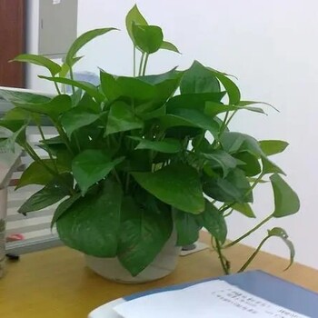 草花銷售北京辦公室花卉租賃
