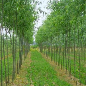 湖北供應垂柳基地
