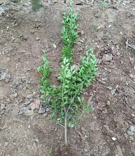 千阳县种植大叶黄杨