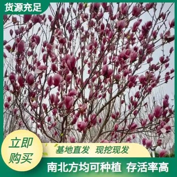 甘肅天水苗圃基地紫玉蘭