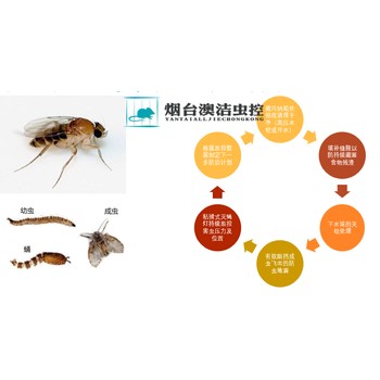 烟台龙口市灭虫灭老鼠