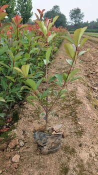 陜西紅葉石楠種植西安紅葉石楠批發(fā)價(jià)格