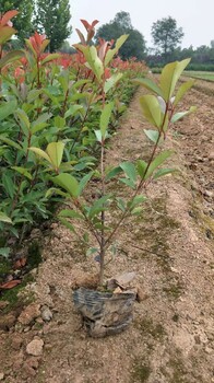 宜川县种植红叶石楠