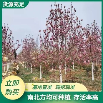甘肅天水苗圃基地紫玉蘭