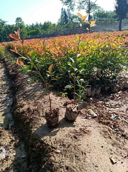 南华县苗圃基地红叶石楠