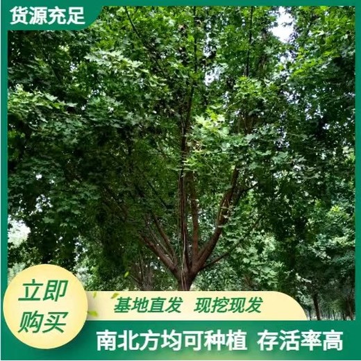 阿克苏市种植五角枫批发