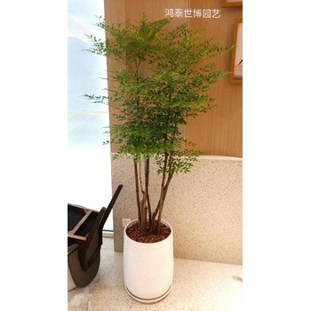 绿植租摆海淀区四季青绿植租赁绿植租赁