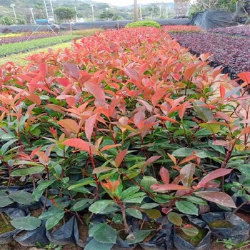 四川供應(yīng)紅葉石楠生產(chǎn)廠家