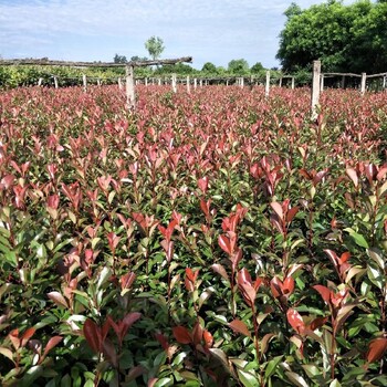 宜川县种植红叶石楠