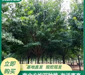 陕西苗圃基地西安五角枫批发基地