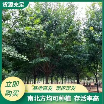 青河县苗圃基地五角枫批发价格