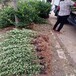 駐馬店球類植物基地衛矛球價格/貨比三家
