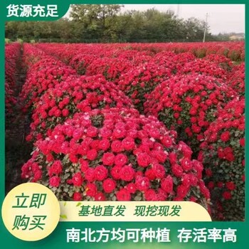 陜西月季球批發(fā)基地西安月季培育苗圃