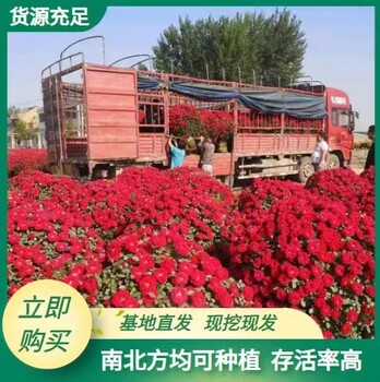 陜西月季球批發(fā)基地西安月季培育苗圃
