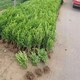 80公分小葉黃楊圖