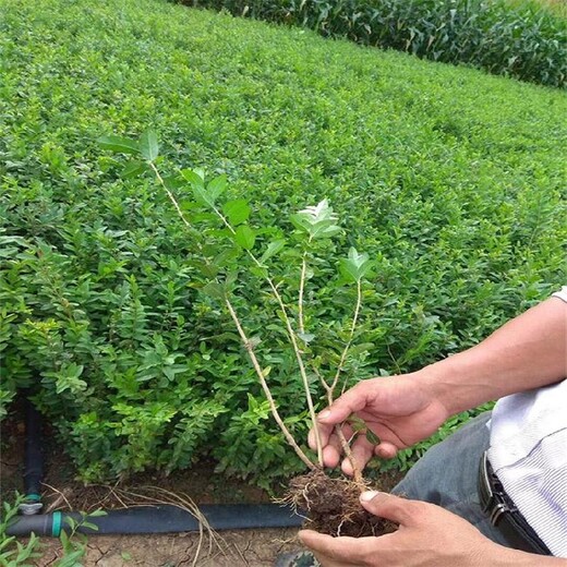 錦州二年生水蠟小苗哪里買