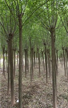 丹巴縣批發(fā)絲棉木批發(fā)價格絲棉木新報(bào)價