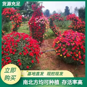 陜西月季球批發(fā)基地西安月季培育苗圃