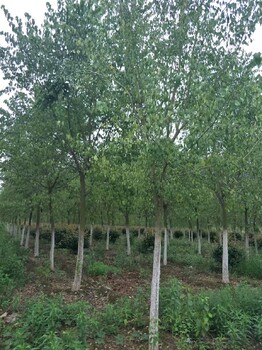 和林格爾縣種植絲棉木批發(fā)價(jià)格