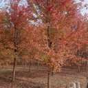 陜西美國紅楓批發(fā)基地