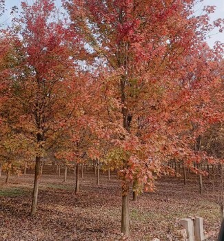 陜西美國紅楓批發(fā)基地