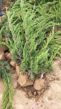 陜西種植龍柏基地龍柏批發(fā)價(jià)格龍柏新供應(yīng)