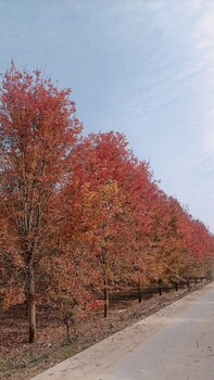 阿尔山市批发美国红枫价格