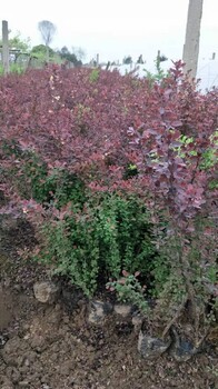 陜西紅葉小檗杯苗基地西安紅葉小檗批發(fā)價格