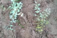 成县种植红叶小檗杯苗基地红叶小檗图片