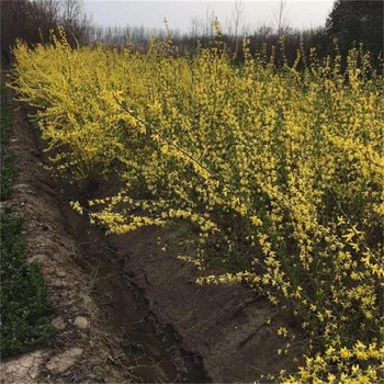 淮南哪里買觀賞用連翹苗,綠化觀賞連翹