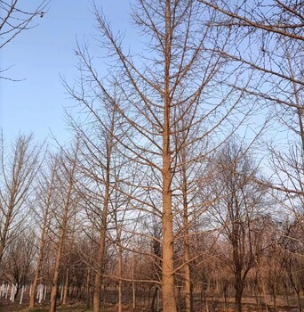 哈巴河县苗圃基地银杏批发