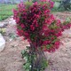 錦帶花圖