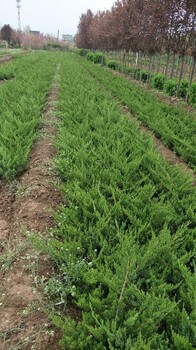 陜西種植龍柏基地龍柏批發(fā)價(jià)格龍柏新供應(yīng)