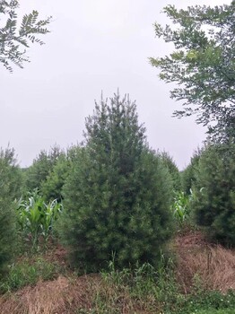 甘肃庆阳种植白皮松价格