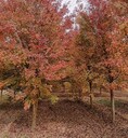 西安市苗圃基地美國紅楓批發價格