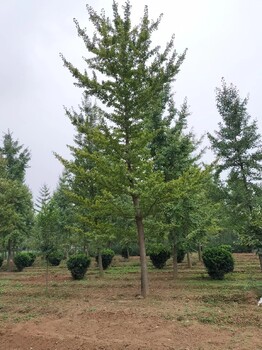 高陵苗圃基地銀杏基地