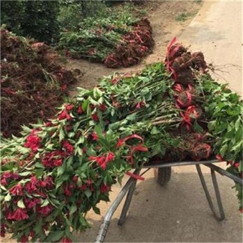 1米高3分枝锦带花批发价格,红王子锦带花