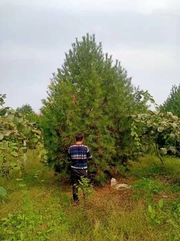 西安白皮松批發基地周至白皮松價格高度10米