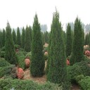銅川檜柏圓柏種植管理技術(shù)