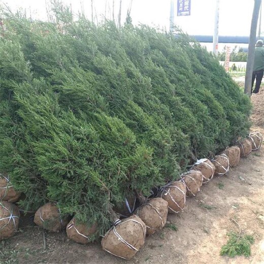 松江1.5米蜀檜當天訂購當天發貨
