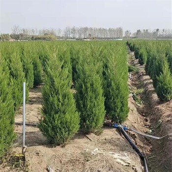 雙河檜柏圓柏便宜又優(yōu)質(zhì)在這里