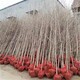 忻州18公分銀杏樹圖