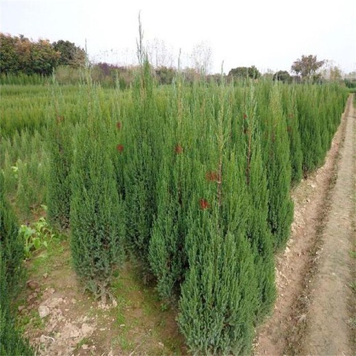 2米高塔松树苗种植基地