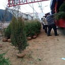2.5米塔松帶土球包成活