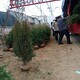 宿遷刺柏圖